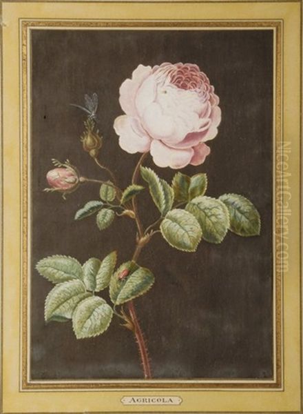 Rose - view 1