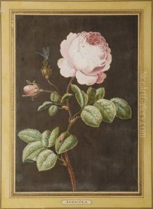 Rose Rose