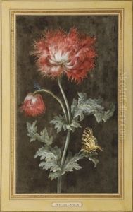 Pavot by Christoph Ludwig Agricola
