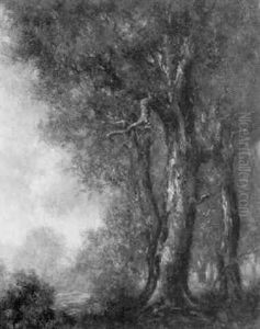 View Of Trees And Glade