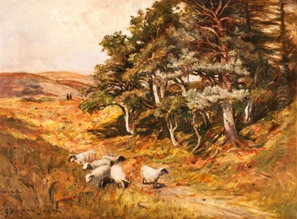 Schottische Landschaft Mit Schafen - view 1