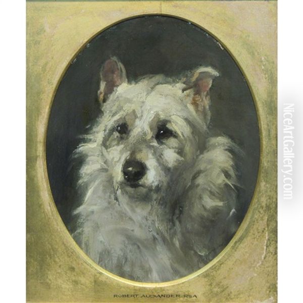 Portrait Of A Cairn Terrier - view 1