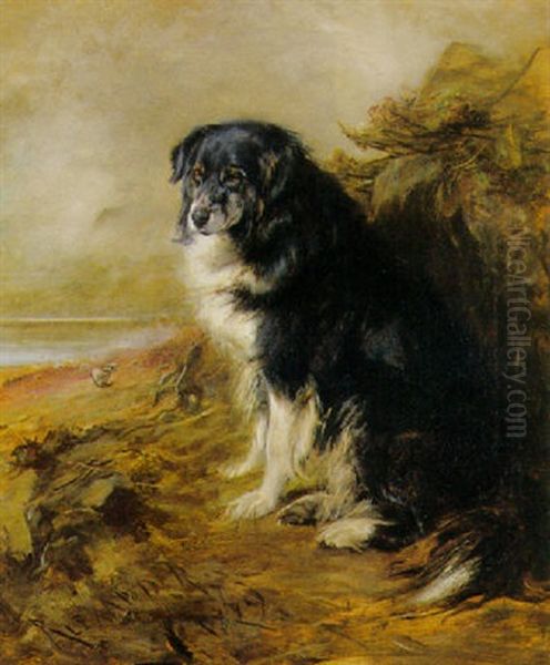 A Collie - view 1