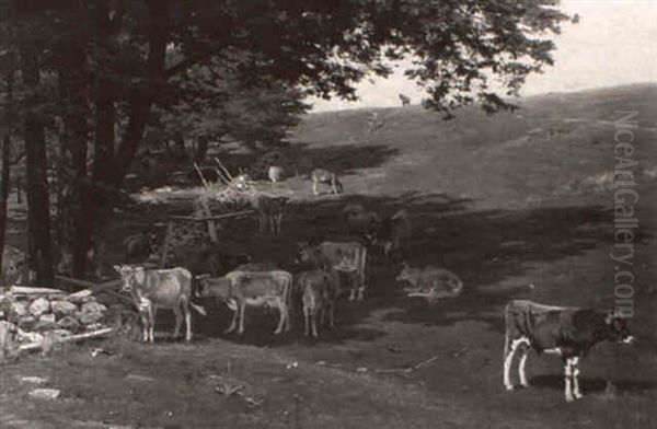 Cattle In A Sunny Pasture - view 1