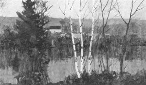 Birches By The Riverside