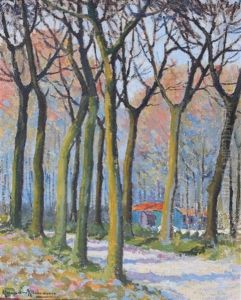 Chemin Et Allee D'arbres