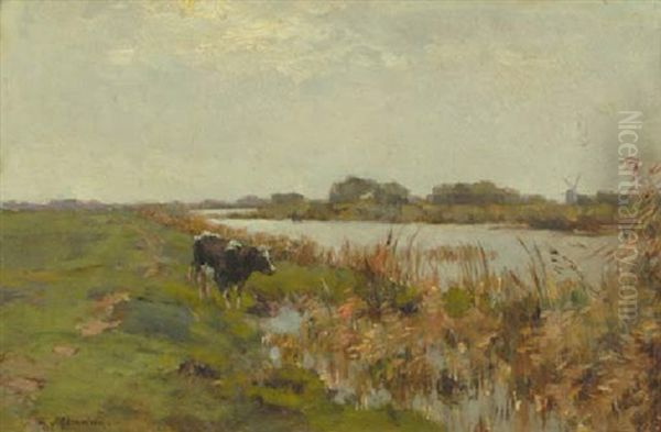 A Cow In A Polder Landscape - view 1