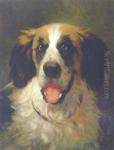 A Saint Bernard - view 1