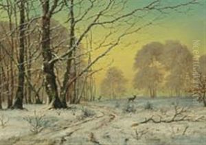Winter Day In A Forest, Sunshine