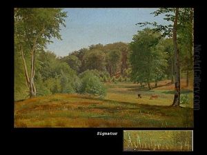 Laubwald Mit Lichtung Im Sommer