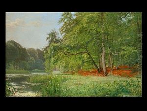 Waldlandschaft Mit Gewasser Und Schilf Im Sommer