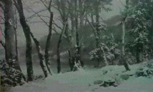 Stiller Weiher Im Winterwald