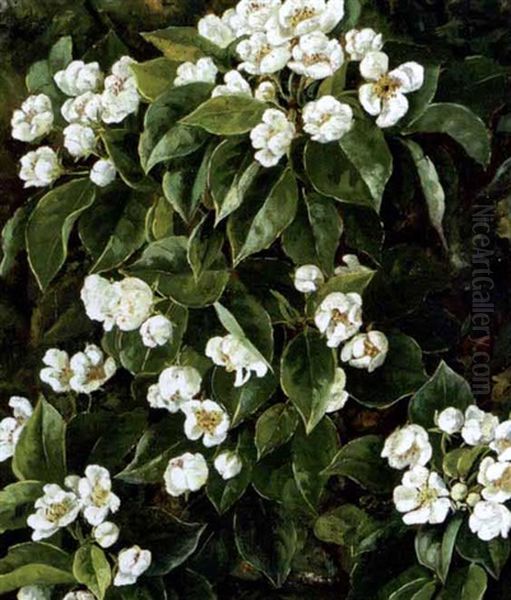 Frugtgren Med Hvide Blomster - view 1