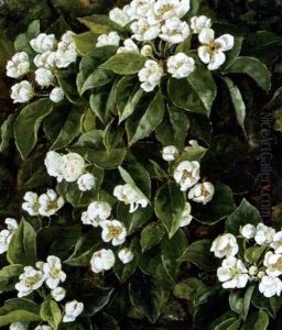 Frugtgren Med Hvide Blomster Frugtgren Med Hvide Blomster