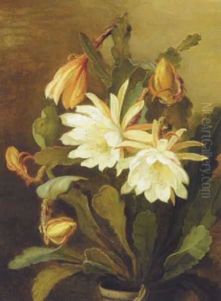 Hvid Bladkaktus (epiphyllum Hybridum) - view 1