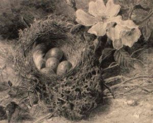 A Birdsnest And Briar Roses by Helen Cordelia Angell