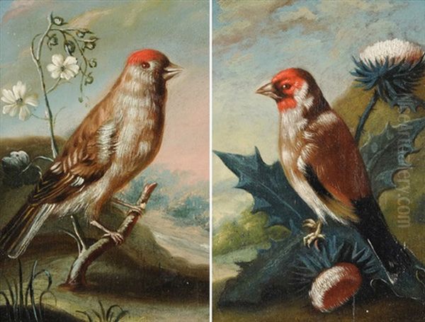 Distelzeisig (+ Birkenzeisig; Pair) - view 1