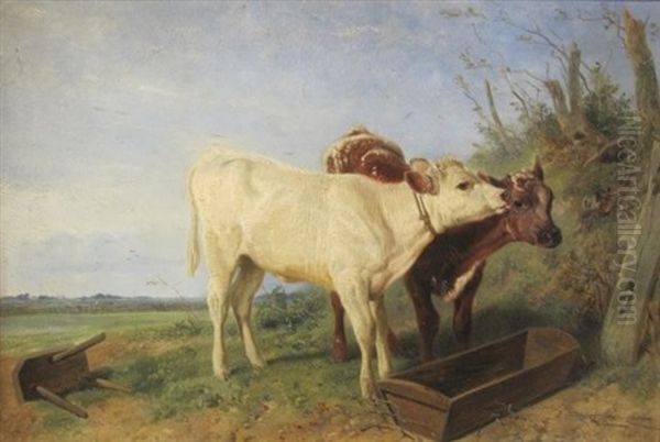 Shorthorn Calves At A Feeding Trough - view 1