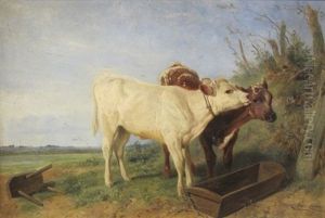 Shorthorn Calves At A Feeding Trough