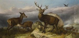 Home Of The Red Deer