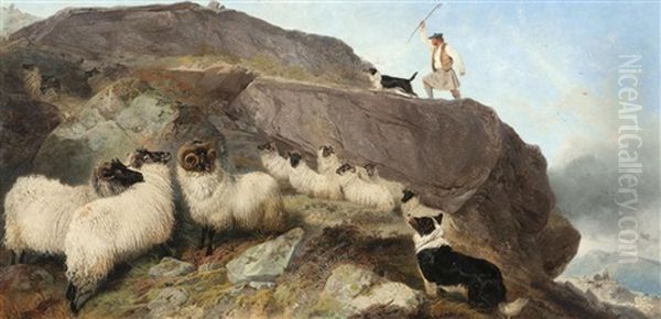 Sheep Gathering, Isle Of Skye - view 1
