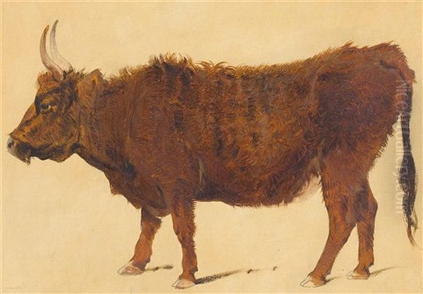 Study Of A Highland Cow - view 1