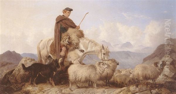 Highland Spate-sheep Being Rescued From The Rocks - view 1