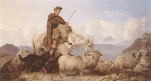 Highland Spate-sheep Being Rescued From The Rocks