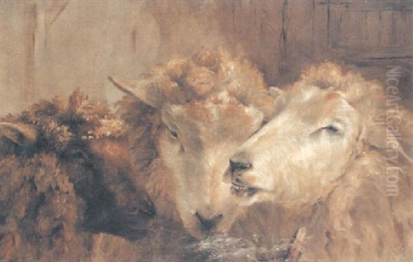 Study Of Sheep - view 1