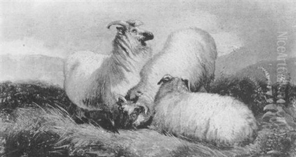 Scottish Blackface Sheep In Landscape - view 1
