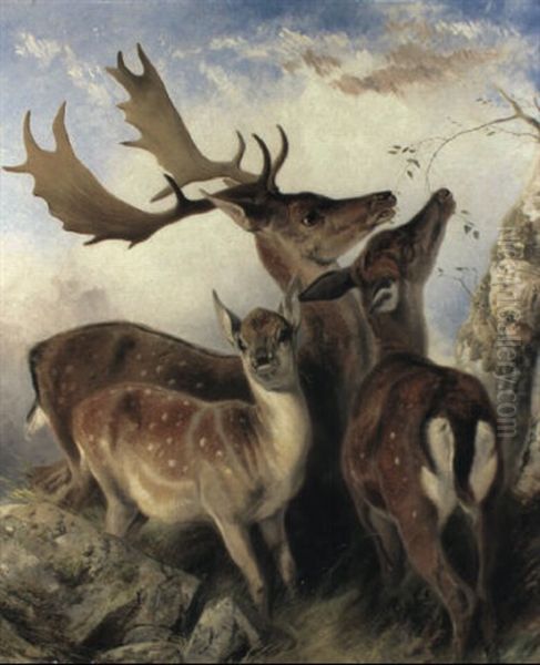 Fallow Deer - view 1