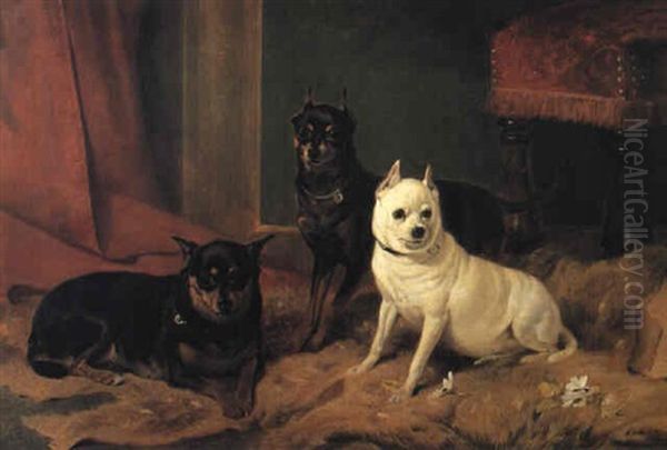 Manchester Terriers With An Old English White Terrier - view 1