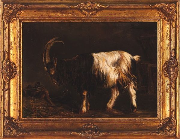 Goat - view 1