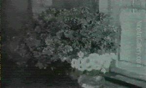 Azaleenstruss Und Anemonenstrauss In Bauchigen Vasen Auf    Einem Fenstersims