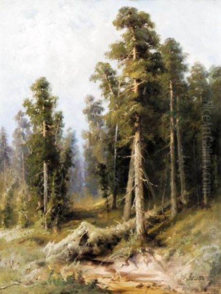 Forest With Wind-felled Trees - view 1