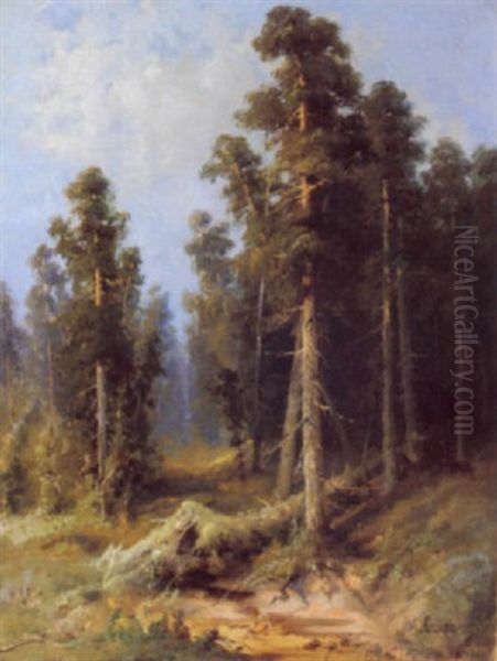 Light In The Woods - view 1