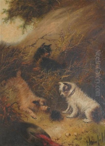 Terriers Rabbiting - view 1