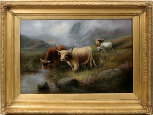 Highland Cattle Morning