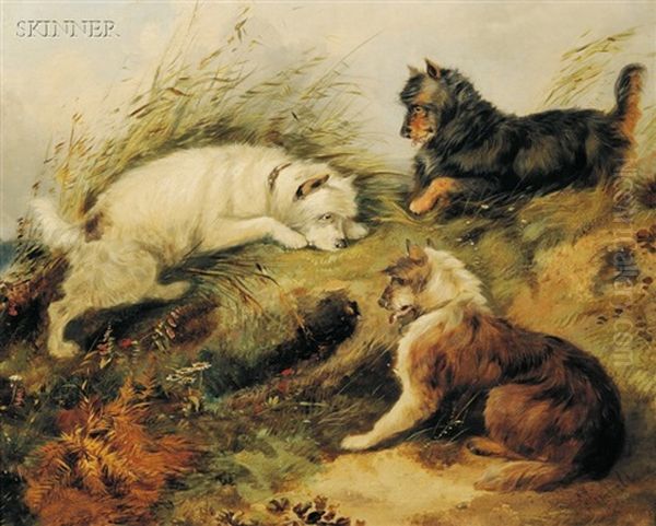 Scottish Terriers - view 1