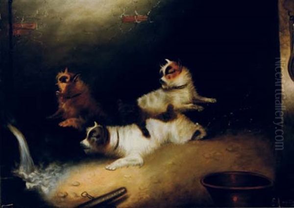 Terriers Alert - view 1