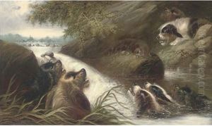 The Cornered Otter