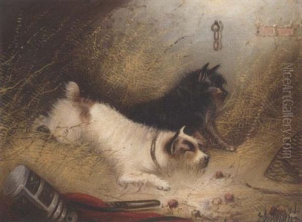 Terriers Ratting - view 1