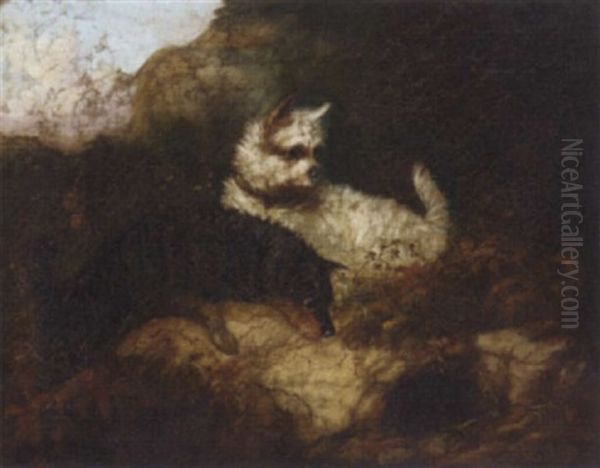 Terriers Rabbiting - view 1