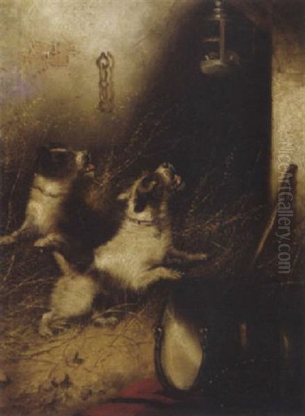 Terriers Ratting - view 1