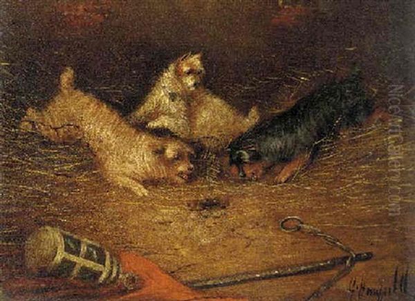 Terriers Ratting - view 1