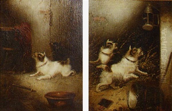 Terriers In A Barn - view 1