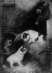 Terriers Ratting