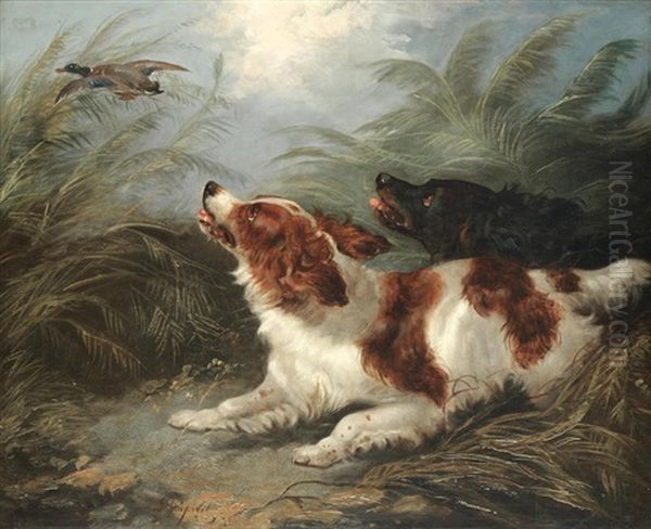 Spaniels Putting Up A Mallard - view 1