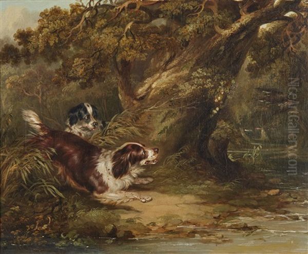 Spaniels Putting Up Duck - view 1