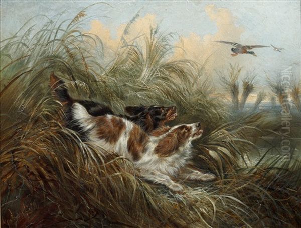 Two Spaniels Chasing A Mallard - view 1